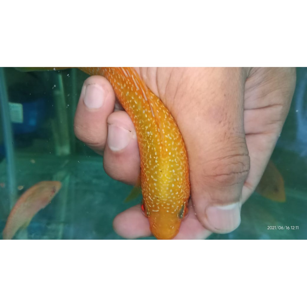 louhan gb size 8 9 10