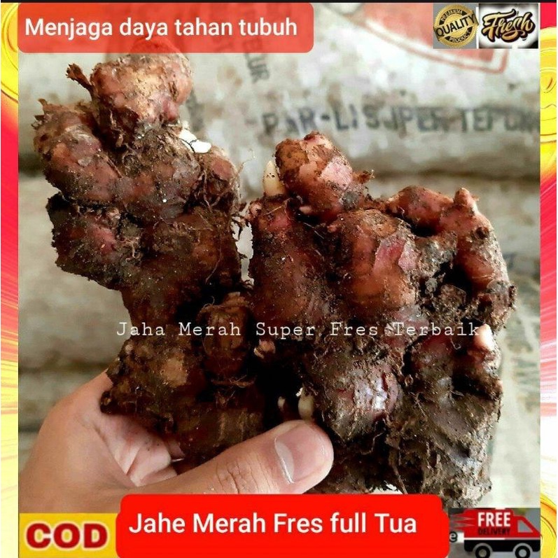 

1kg jahe merah super