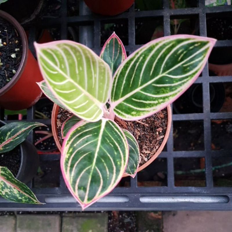 tunas aglonema minion (Real)