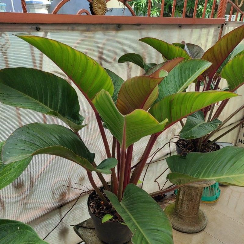 Philodendron Red Congo