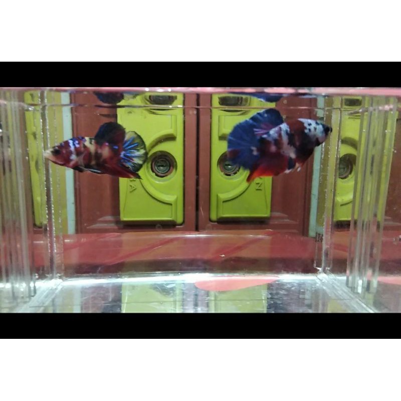 Cupang Masking Blue & Yellow Base Giant