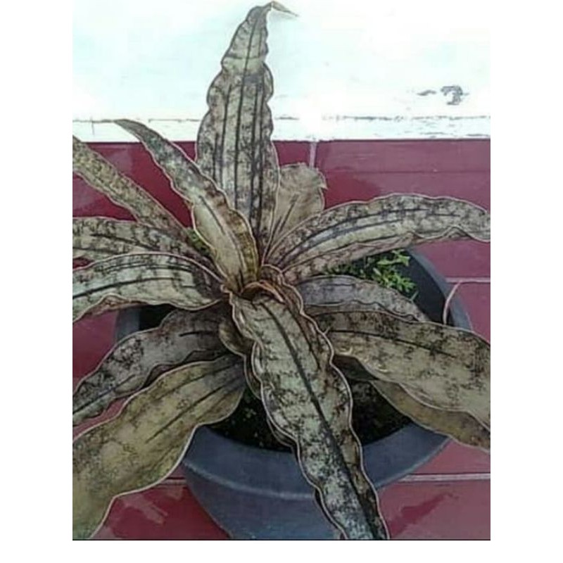 Tanaman Hias Lidah Mertua Sanseviera Kirkii