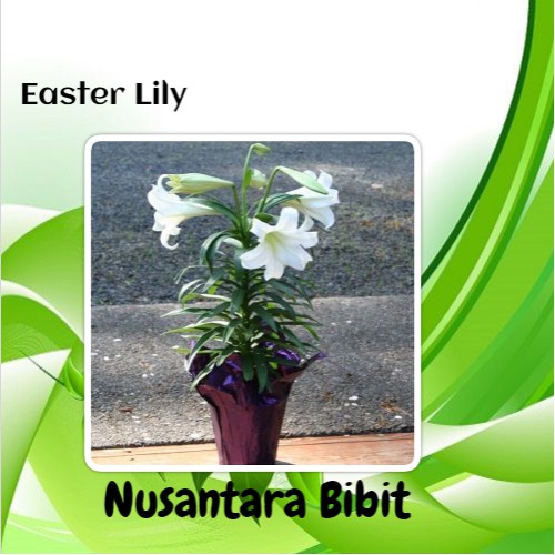 Bibit Bunga Easter Lily
