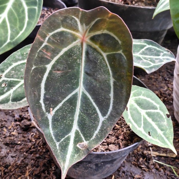 anthurium forgetii