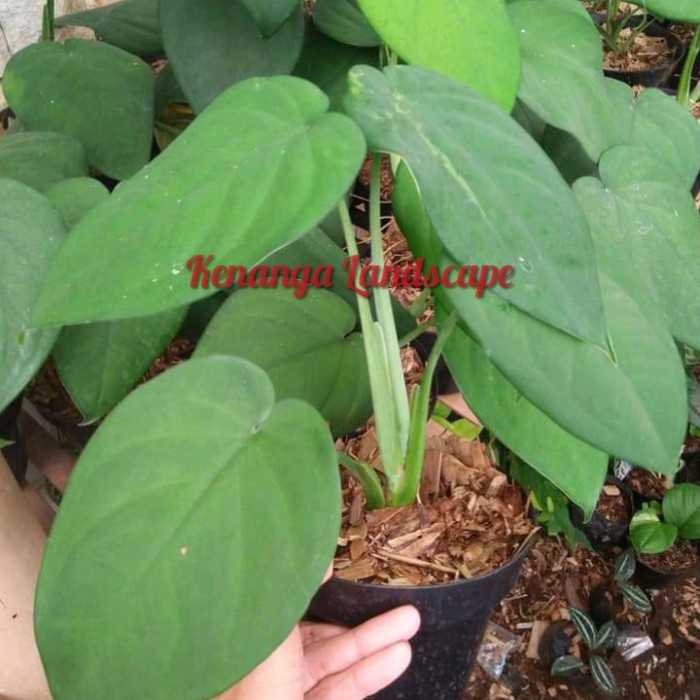 syngonium chiapense - tanaman hias syngonium chiapense