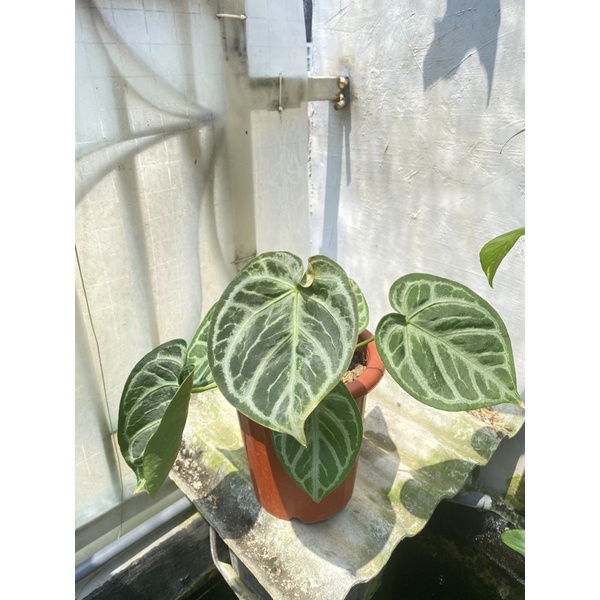 anthurium silver x dorayaki