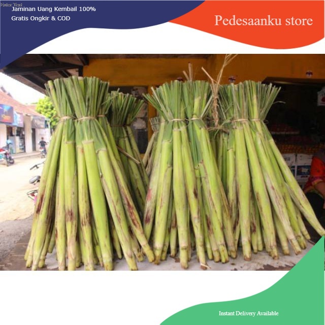 

Terubuk turubuk terubus 500gr