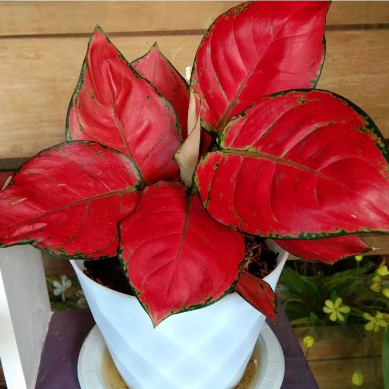 Aglonema red Anjamani / bunga Aglonema red anjamani / tanaman hidup / tanaman Hias aglonema red anja