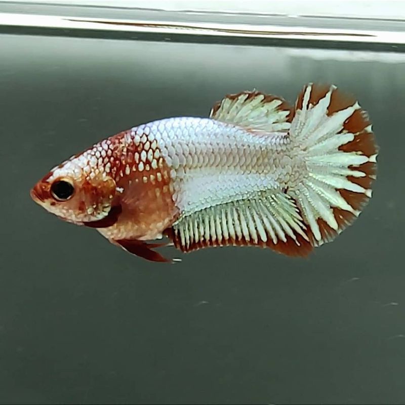FEMALE FCCP ORANGE HEAD