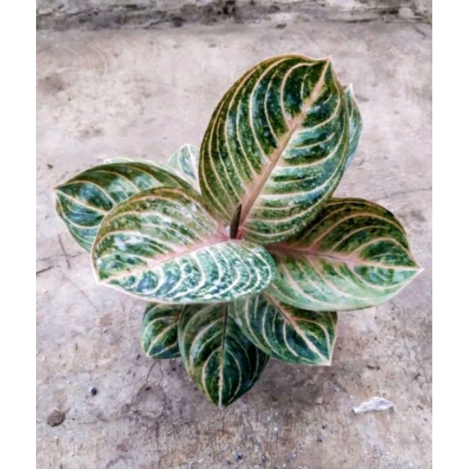 Baby aglonema Rinjani