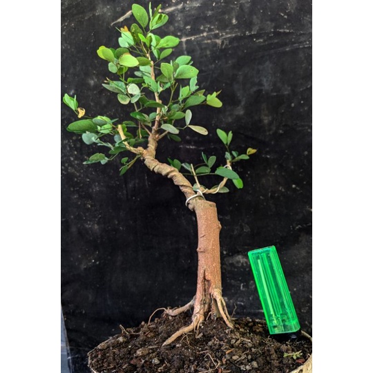 bahan bonsai asem londo / asem kranji program cakep