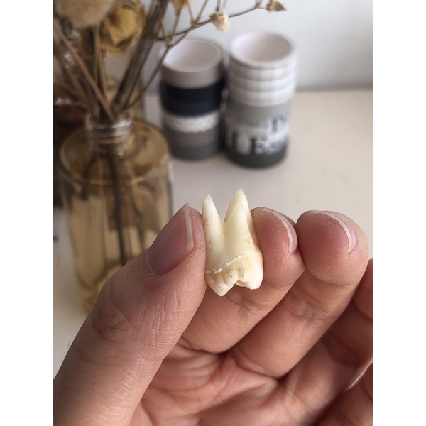 Gigi Praktikum Asli Molar 3 RA