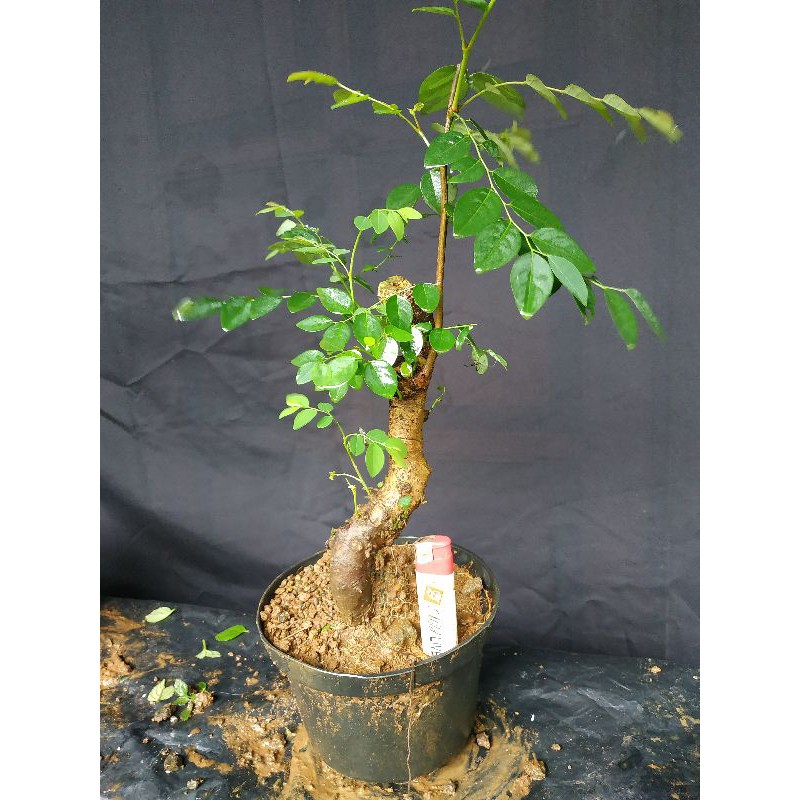 Bonsai Ileng Ileng Bahan Bonsai Mangsian Bonsai Murah Bahan Bonsai Ileng Ileng Shopee Indonesia