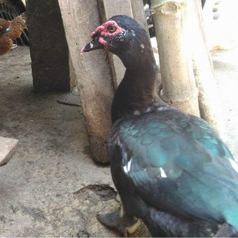 

Dagin entok /daging mentok segar