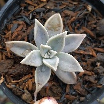 Sukulen Mawar Putih Lip Gloss