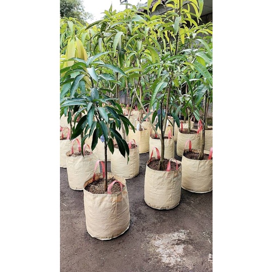 Planter bag planterbag ukuran kurleb 25 liter diameter 30x30 pot tanaman buah dan hias