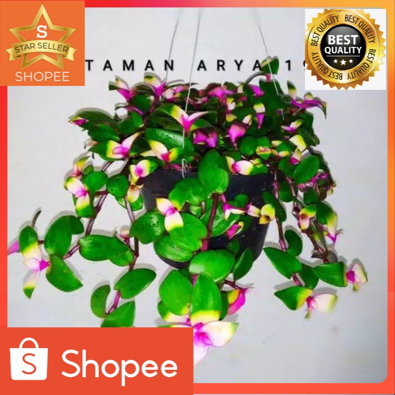 tanaman hias gantung lidah kera tradecyntia black bibit bunga gantung