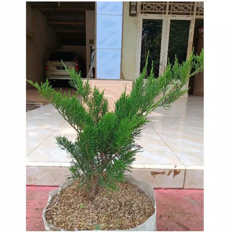 bahan bonsai Cemara sinensis tanaman hias pohon bonsai Cemara sinensis