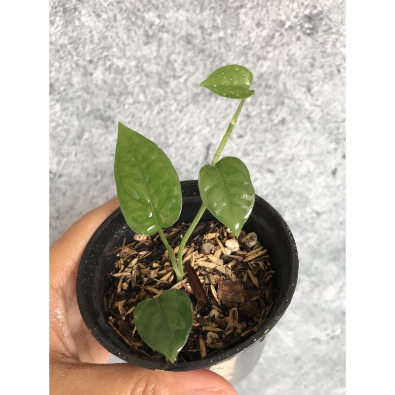 Epiprenum cebu blue f1