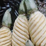 

nanas palembang kupas bersih fresh per 1 pcs