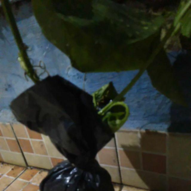 Bibit Markisa Manis