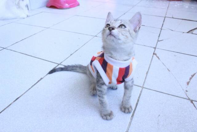 [PROMO MUSIM HUJAN] Kaos strip hangat lucu untuk kucing dan anjing murah size S-XL