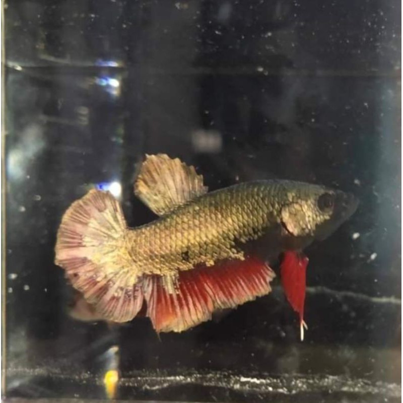 Avatar gold/coper gold