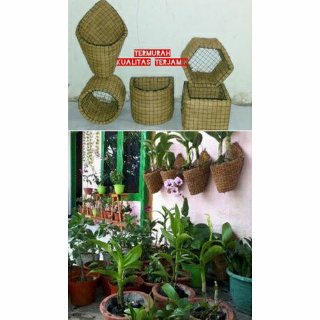 pot sabut kelapa tanaman anggrek vanda | dendrobium