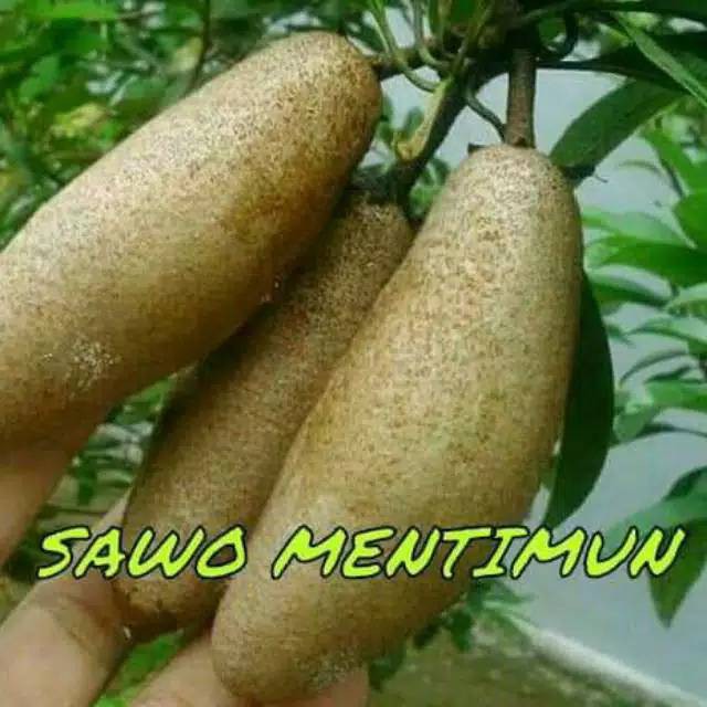Bibit Sawo Mentimun Cepat Berbuah / Tanaman Buah Sawo Mentimun