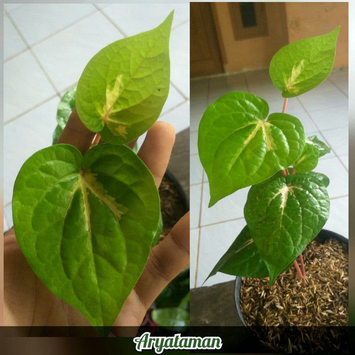 Tanaman Herbal Sirih Varigata - Tanaman Sirih Varigata