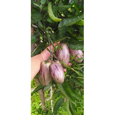 

Buah pepino / put fresh yng kaya manfaat untuk kesehatan