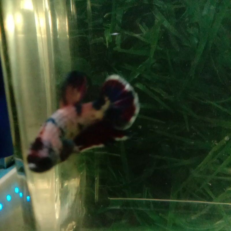 

Indukan ikan cupang multi colour siap adopsi