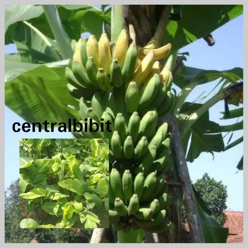 bibit pisang Ambon super