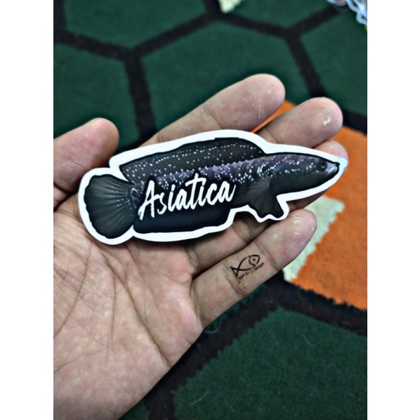 Stiker Channa Asiatica | Asiatica