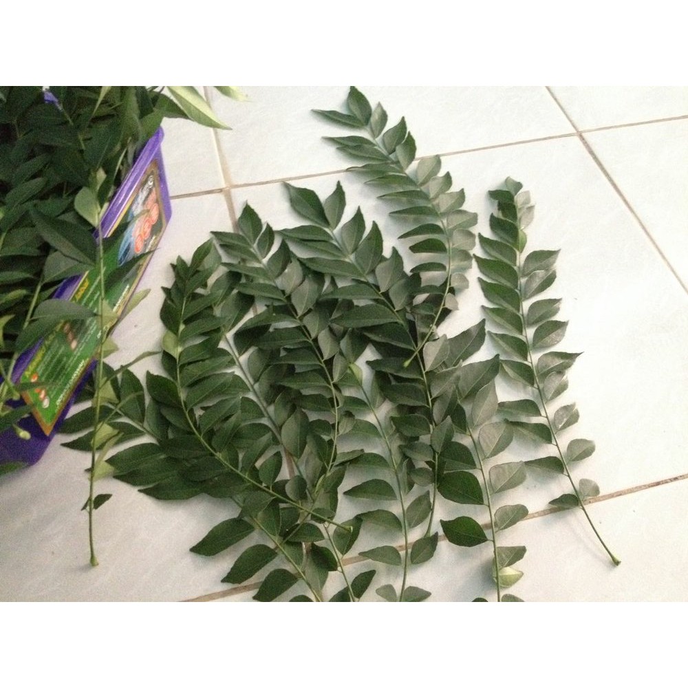 

Daun Kari Temuru Salam Koja Terbaik