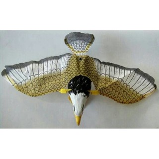 6300 Gambar Burung Elang Terbang Terbaru