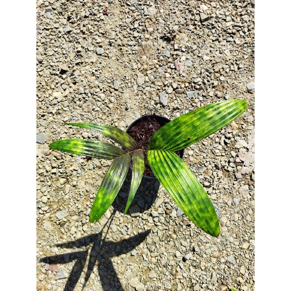 PALEM ARMY LICUALA MAPU