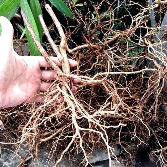 Akar Senggani Bonsai | Akar Senggani Kering | Akar Senggani Aquascape