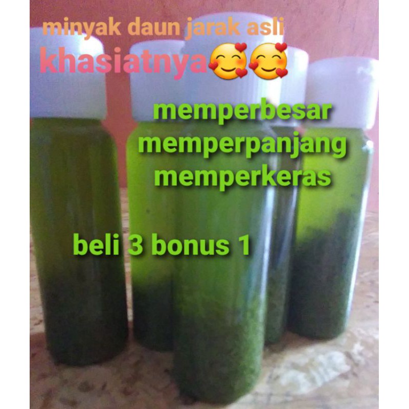 MINYAK daun JARAK