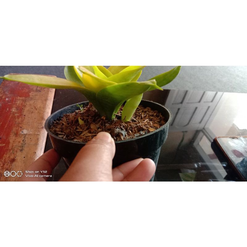 paket sansevieria 1 anakan pagoda tower 1 anakan Striker tower 1 golden philipin indukan 1 Lucille p