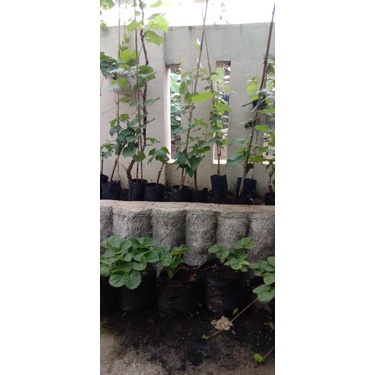 Bibit angggur Kober 5bb(Rootstok import)