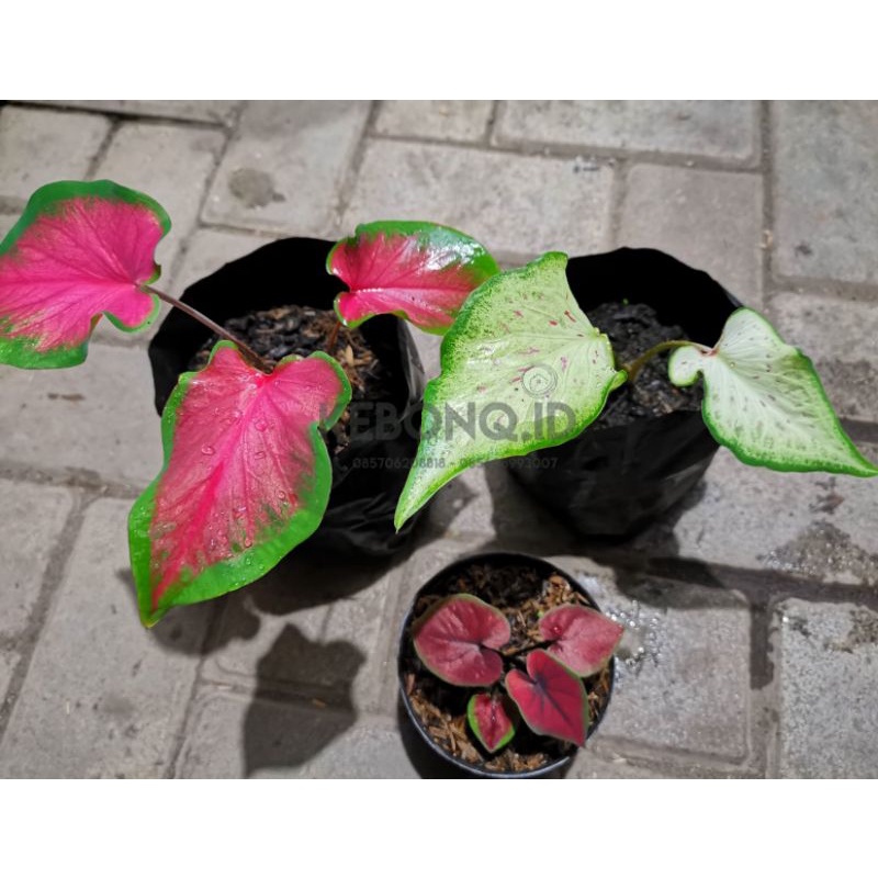 Paket Keladi/Caladium 4