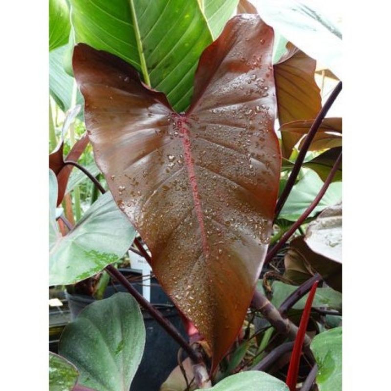 Tanaman hias philodendron dark lord-philo dark lord