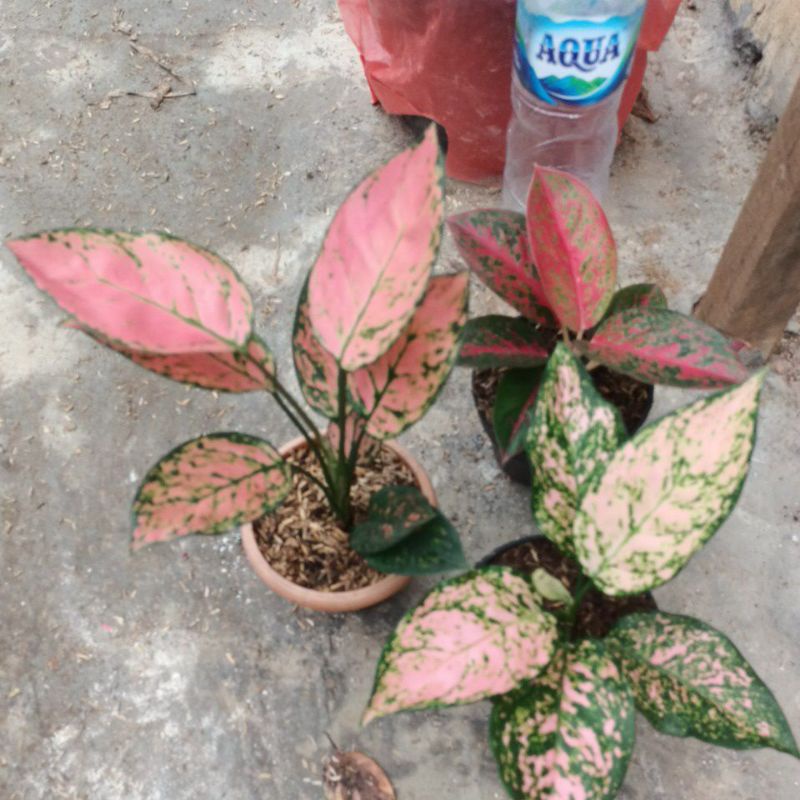 bunga Aglonema 3 paket