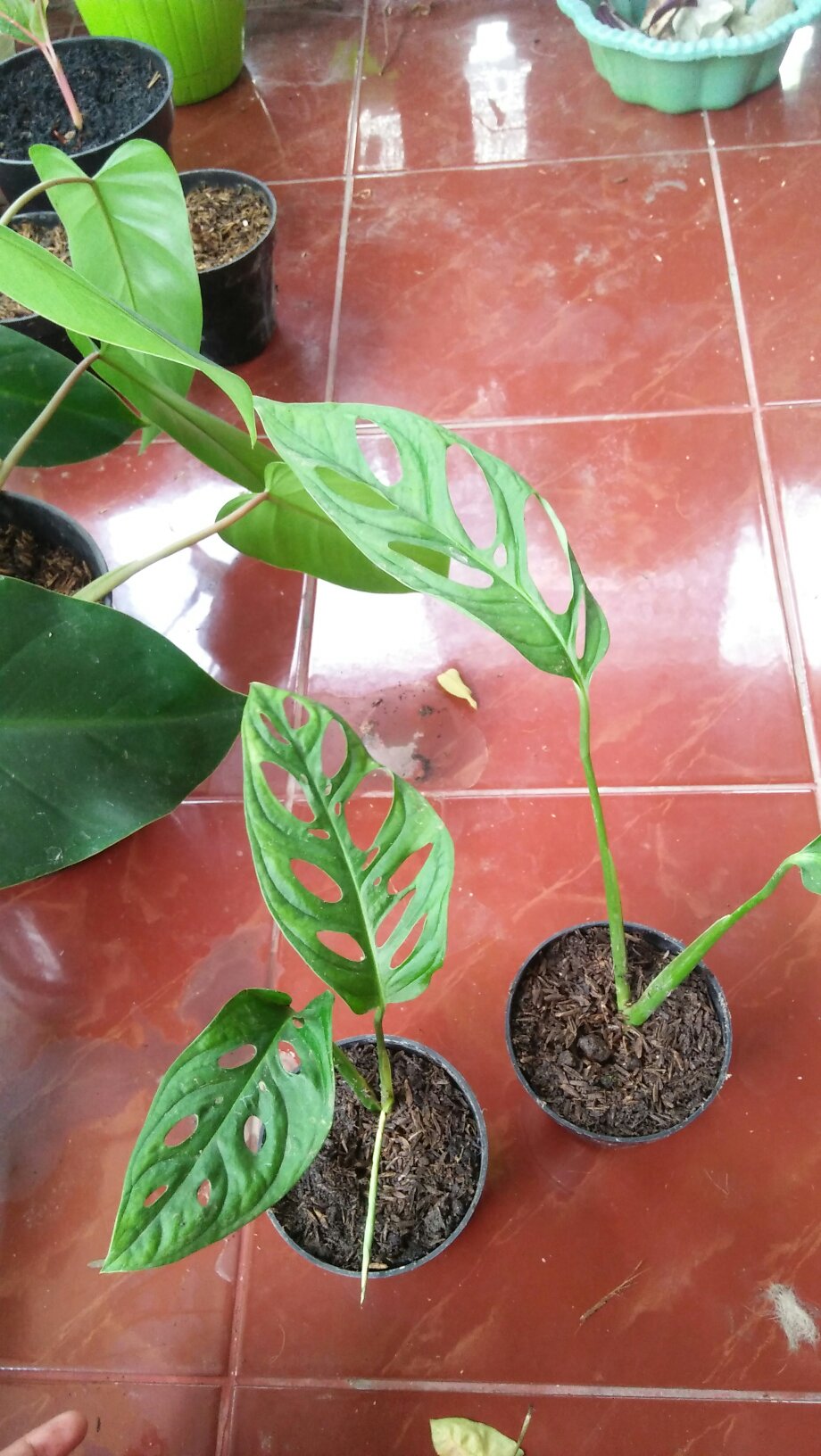 Pohon Janda Bolong Monstera Adansoni Accuminata Monstera Adansonii Acuminata