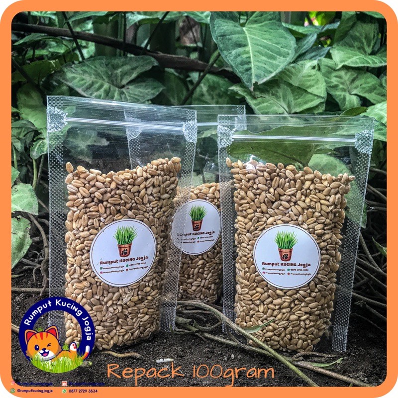 BIBIT WHEATGRASS / BIBIT RUMPUT KUCING / BIBIT RUMPUT GANDUM REPACK 100GRAM