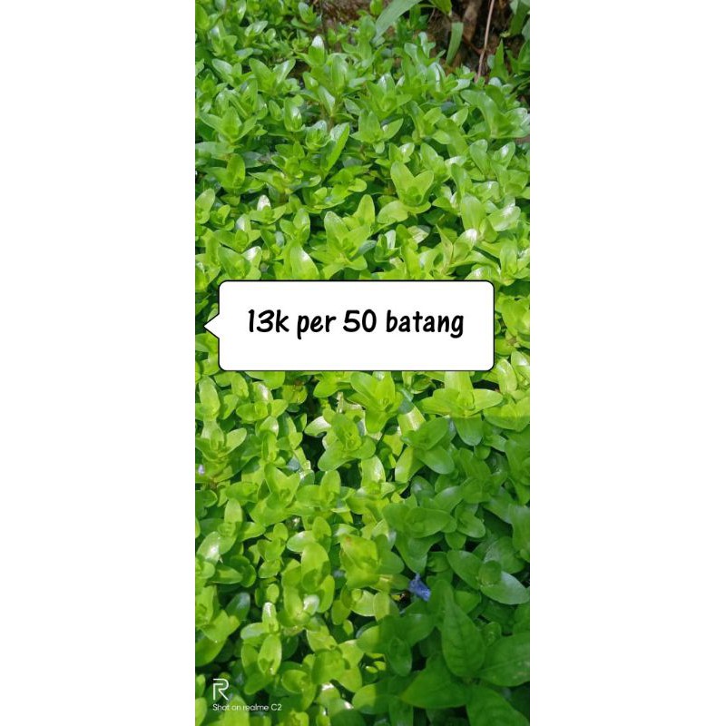 

Rotala Bakopa