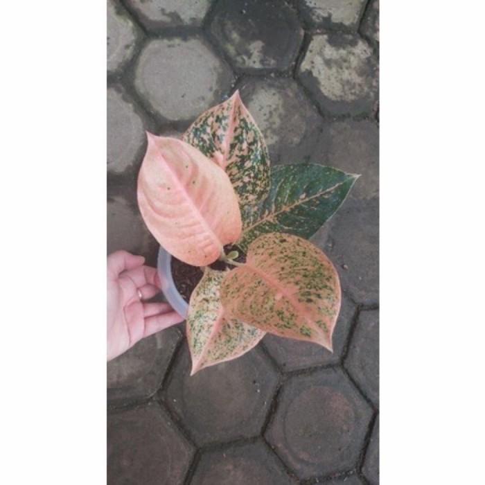 aglonema stardust orange anakan bunga