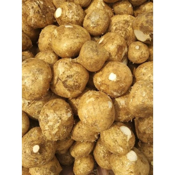

BENGKUANG (1 KG)