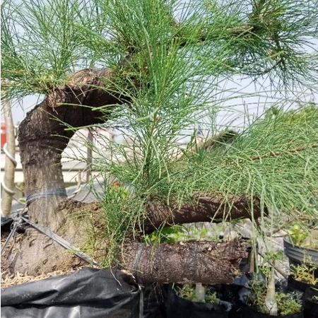Tanaman hias bonsai - cemara udang - bonsai Cemara udang
